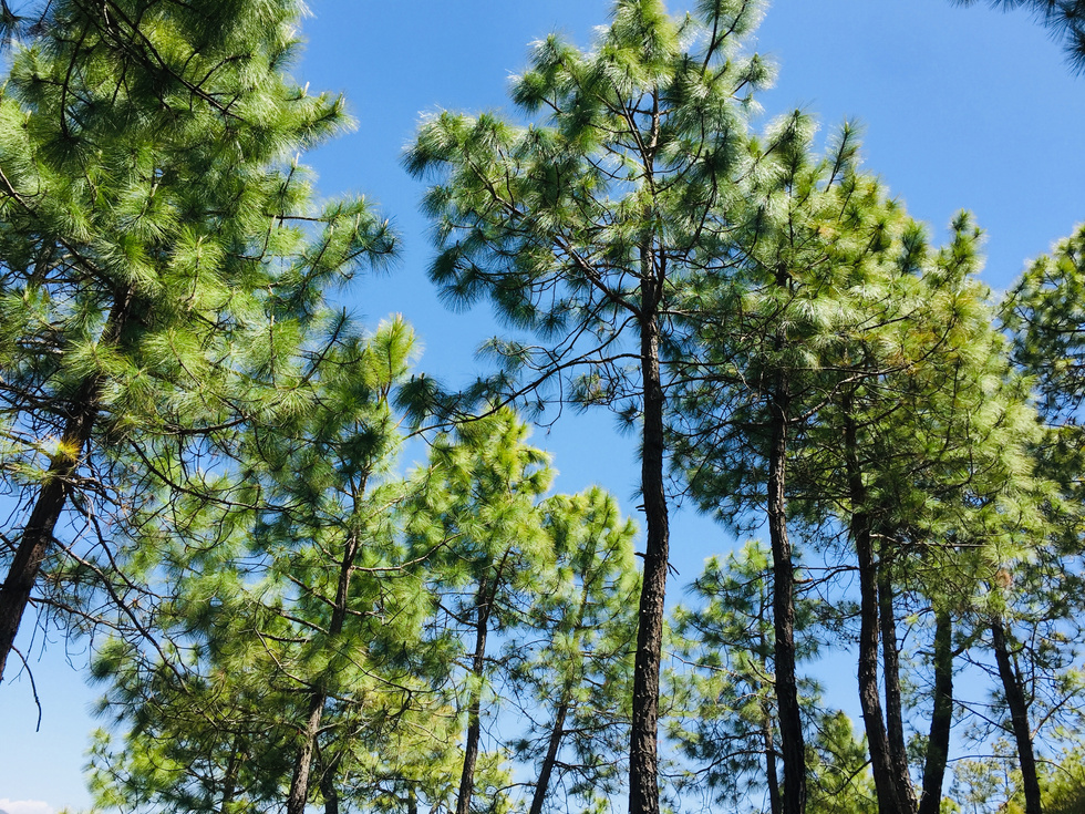 Pinus pinaster (pine or cluster ) green trees forest